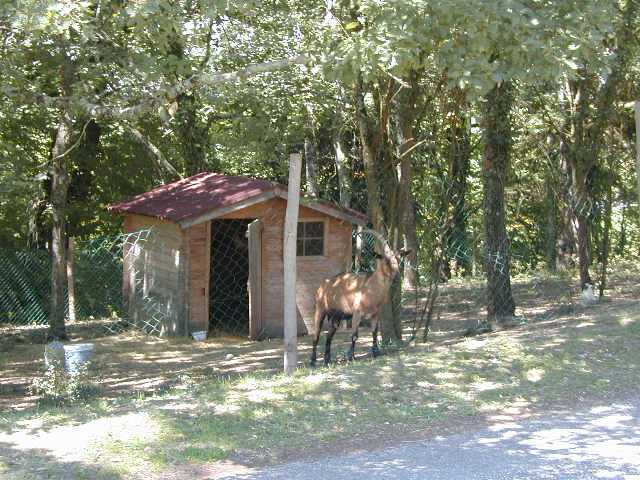 animaux_04.jpg