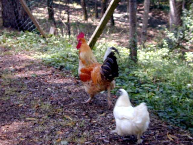 animaux_06.jpg