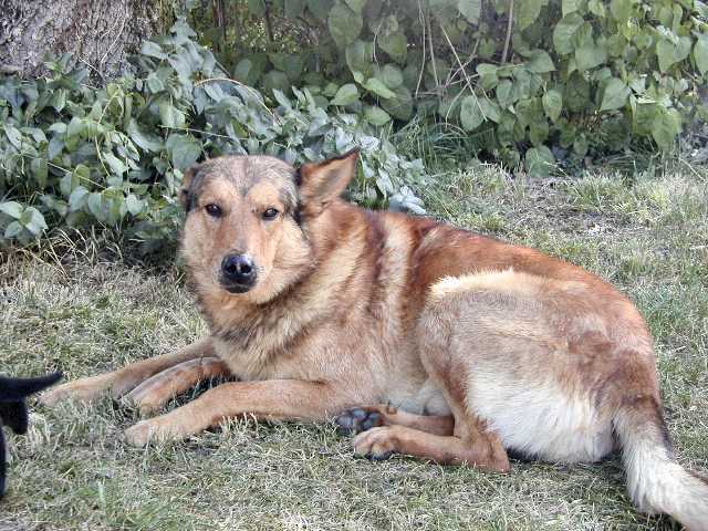 animaux_09_harry.jpg