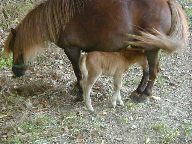 animaux_la tetee.jpg