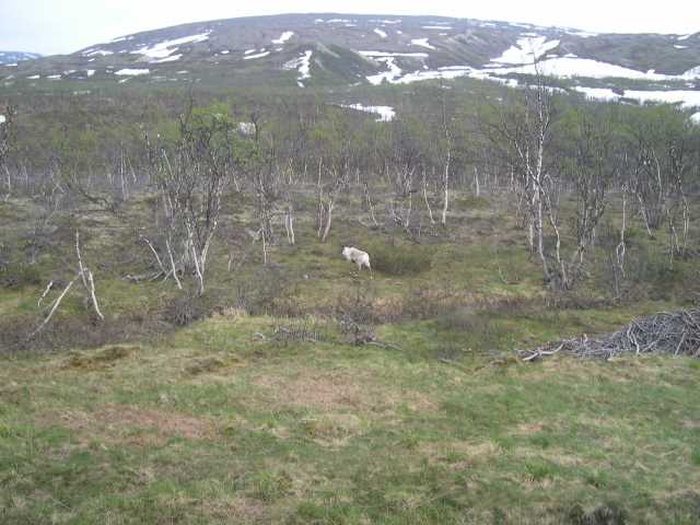 norway19.jpg